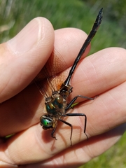 Somatochlora kennedyi