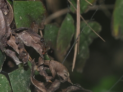 Cyrtodiopsis dalmanni
