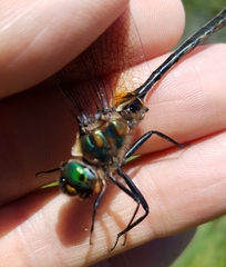 Somatochlora kennedyi