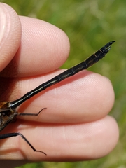 Somatochlora kennedyi