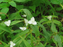 Tradescantia ozarkana