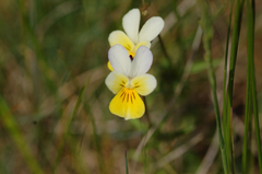 Viola lutea