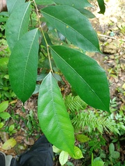 Ficus tinctoria