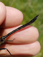 Somatochlora kennedyi