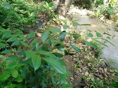 Ficus tinctoria