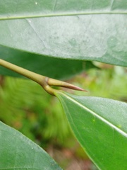 Ficus tinctoria