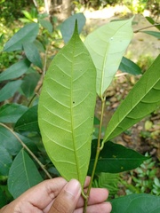 Ficus tinctoria