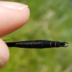 Somatochlora kennedyi