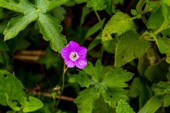Geranium flanaganii