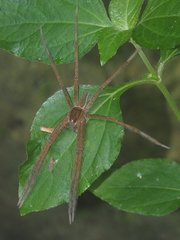 Nilus albocinctus