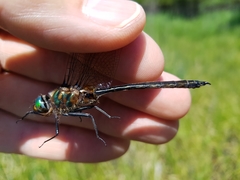 Somatochlora kennedyi