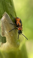 Crioceris quinquepunctata