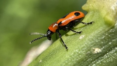 Crioceris quinquepunctata