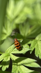 Crioceris quinquepunctata