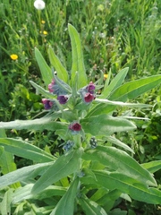 Cynoglossum officinale