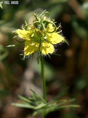 Nigella ciliaris
