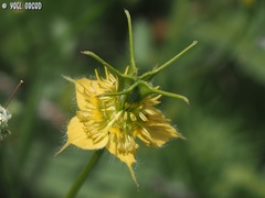 Nigella ciliaris