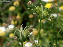 Nigella ciliaris