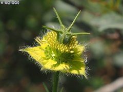 Nigella ciliaris