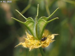 Nigella ciliaris