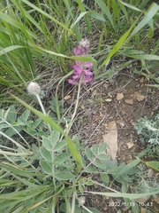 Hedysarum argyrophyllum