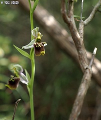 Ophrys bornmuelleri
