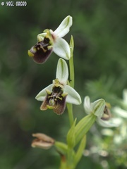 Ophrys bornmuelleri