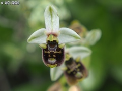Ophrys bornmuelleri