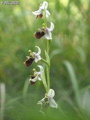 Ophrys bornmuelleri