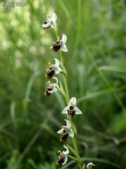 Ophrys bornmuelleri
