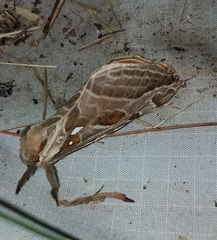 Sthenopis argenteomaculatus