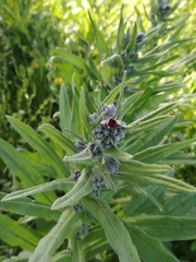 Cynoglossum officinale
