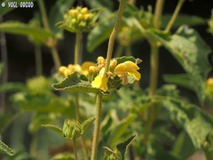 Phlomis viscosa