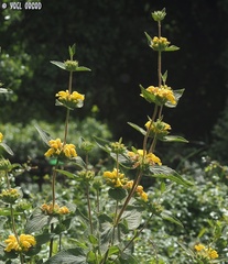 Phlomis viscosa