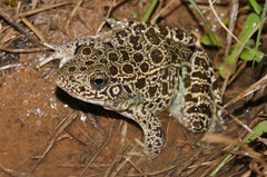 Lithobates areolatus