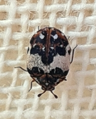 Anthrenus pimpinellae