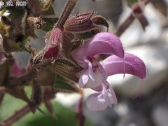 Salvia hierosolymitana