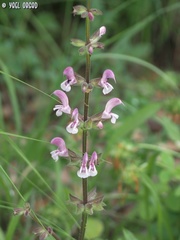 Salvia hierosolymitana