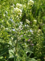 Lappula squarrosa