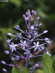 Scilla hyacinthoides