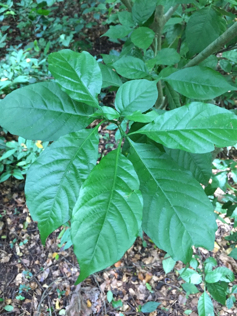 Gardenia nitida