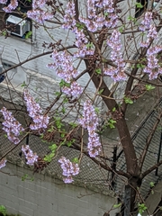 Paulownia tomentosa