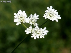 Tordylium carmeli