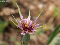 Tragopogon coelesyriacus