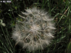 Tragopogon coelesyriacus