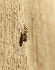 Cacopsylla pulchella