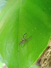 Bavia sexpunctata