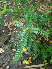 Phyllanthus buxifolius