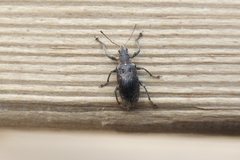 Polydrusus pilosus