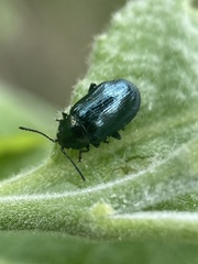 Phratora vulgatissima